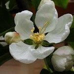 Malus sylvestris Blomst