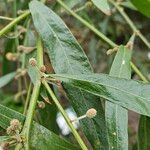 Acacia leprosa Leaf
