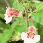 Gloxinia erinoides Virág