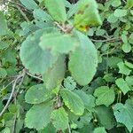 Cordia monoica Hoja