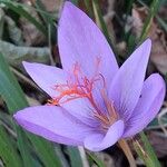 Crocus ligusticus Кветка