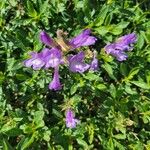 Penstemon davidsonii Blüte