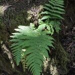 Dryopteris oligodonta Vivejo