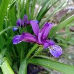 Iris gramineaBlomst