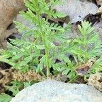 Torilis leptophylla Leaf