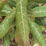 Lysimachia minoricensis Hoja