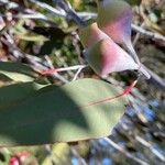 Eucalyptus caesia Fruit