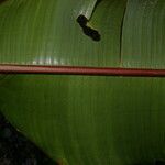 Heliconia lankesteri Écorce