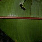 Heliconia lankesteri Bark