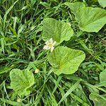 Lagenaria siceraria花