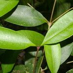 Ixora nicaraguensis Leaf