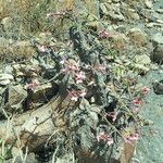 Adenium multiflorum Virág