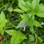 Cleome rutidosperma Blüte