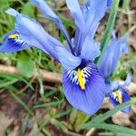 Iris reticulata Flower