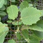 Populus grandidentata Folha