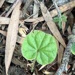 Dichondra repens Hoja