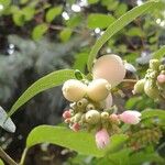 Symphoricarpos rotundifolius Fruto