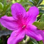 Rhododendron pulchrum Õis