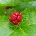 Hydrastis canadensis Fruit