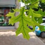 Quercus palustris Φύλλο