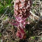 Petasites hybridusFlor