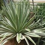 Agave angustifolia Feuille