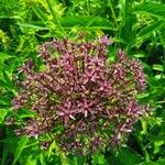 Allium nigrum Цвят