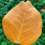 Croton urucurana Leaf