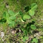 Trifolium hybridum Hostoa