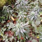 Euphorbia amygdaloides Plante entière