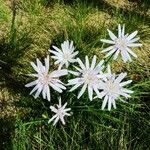 Podospermum purpureum 花