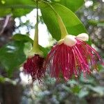 Syzygium laetum Flower