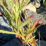 Atriplex littoralis Leaf