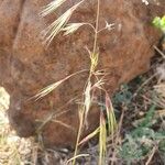 Aristida adscensionis Flower
