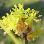 Lindera obtusiloba Flower