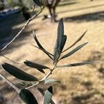 Olea europaea Leaf