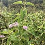 Vernonia brachycalyx 花