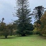 Araucaria heterophyllaStaniste