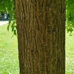 Styphnolobium japonicum Bark