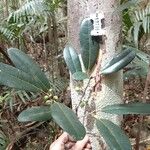 Ficus nitidifolia Meyve