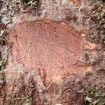 Cryptocarya transversa Corteza