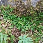 Selaginella helvetica ഇല