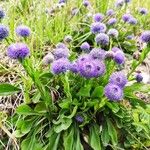 Globularia bisnagarica Habitat