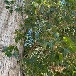 Populus x canadensis Frunză