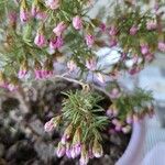 Erica australis Yaprak