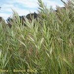 Bromus lanceolatus Plante entière