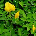 Arachis hypogaea Blatt