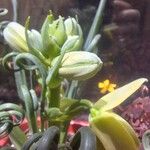 Albuca spiralis Flor