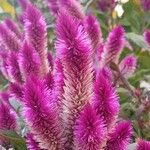 Celosia argentea Flower