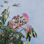 Albizia julibrissinFlower